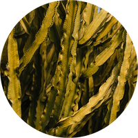 Brown Seaweed Extract