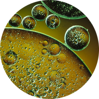 Phytosterol