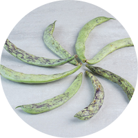 Plant C Stem - Vigna Radiata